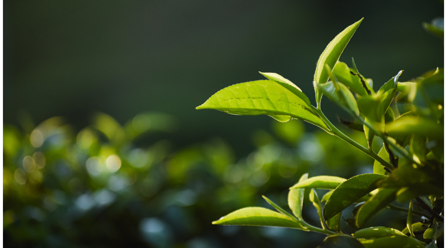 进口茶叶归类知多少
