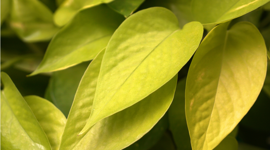茶香密码：茶类归类全解析