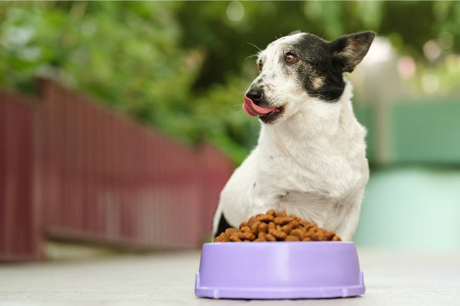 【海关科普】宠物食品进境指南